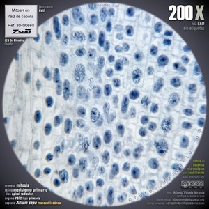 Meristemo apical radicular